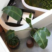 Indoor Plant Hire | Hire Plants gallery detail image