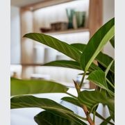 Synthia Laminate Kitchen Cabinetry gallery detail image