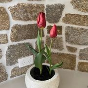 Ledge Stone Savannah Wall Cladding gallery detail image