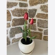 Ledge Stone Savannah Wall Cladding gallery detail image