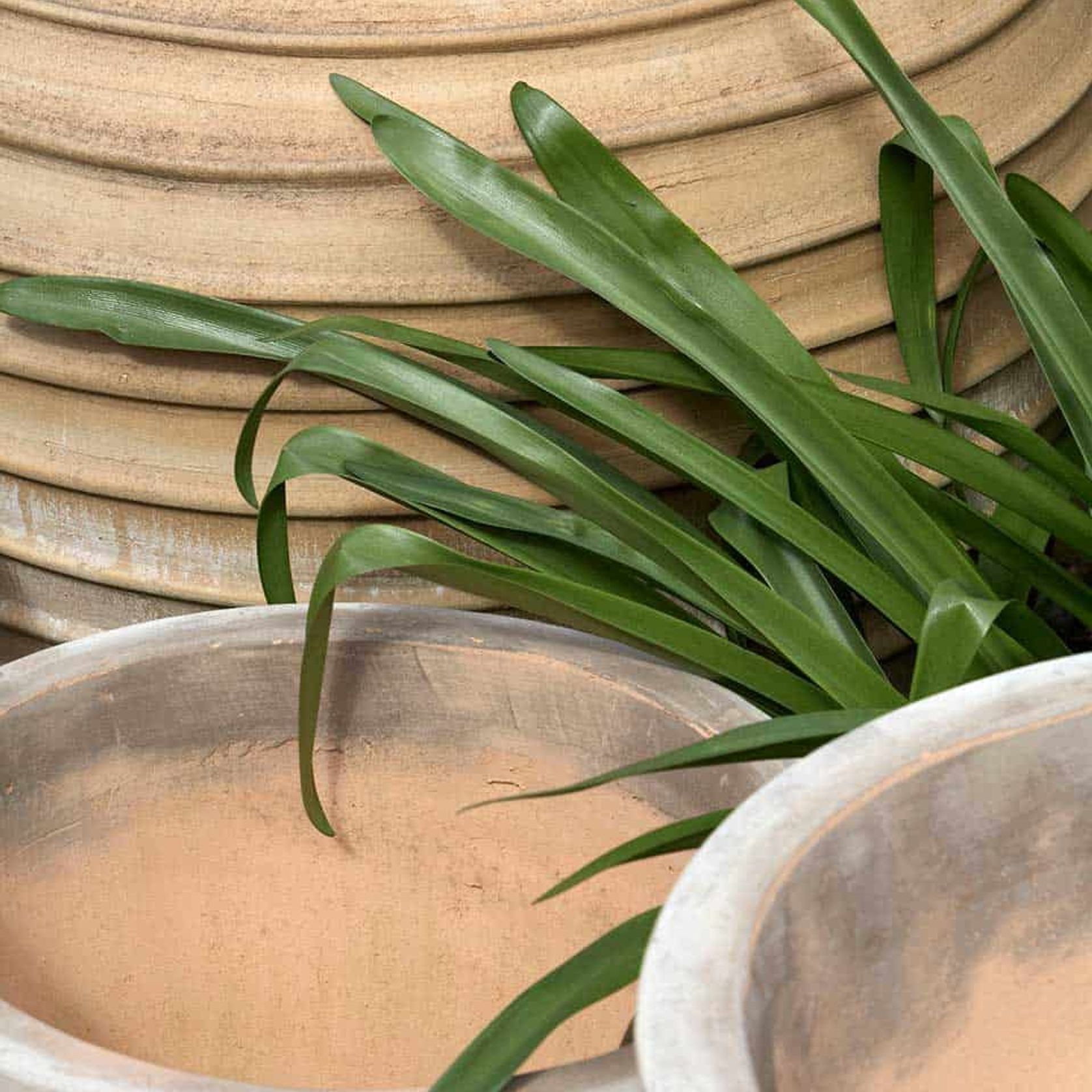 Crete - Roumpaki Planter gallery detail image