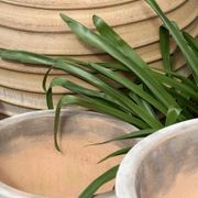 Crete - Roumpaki Planter gallery detail image