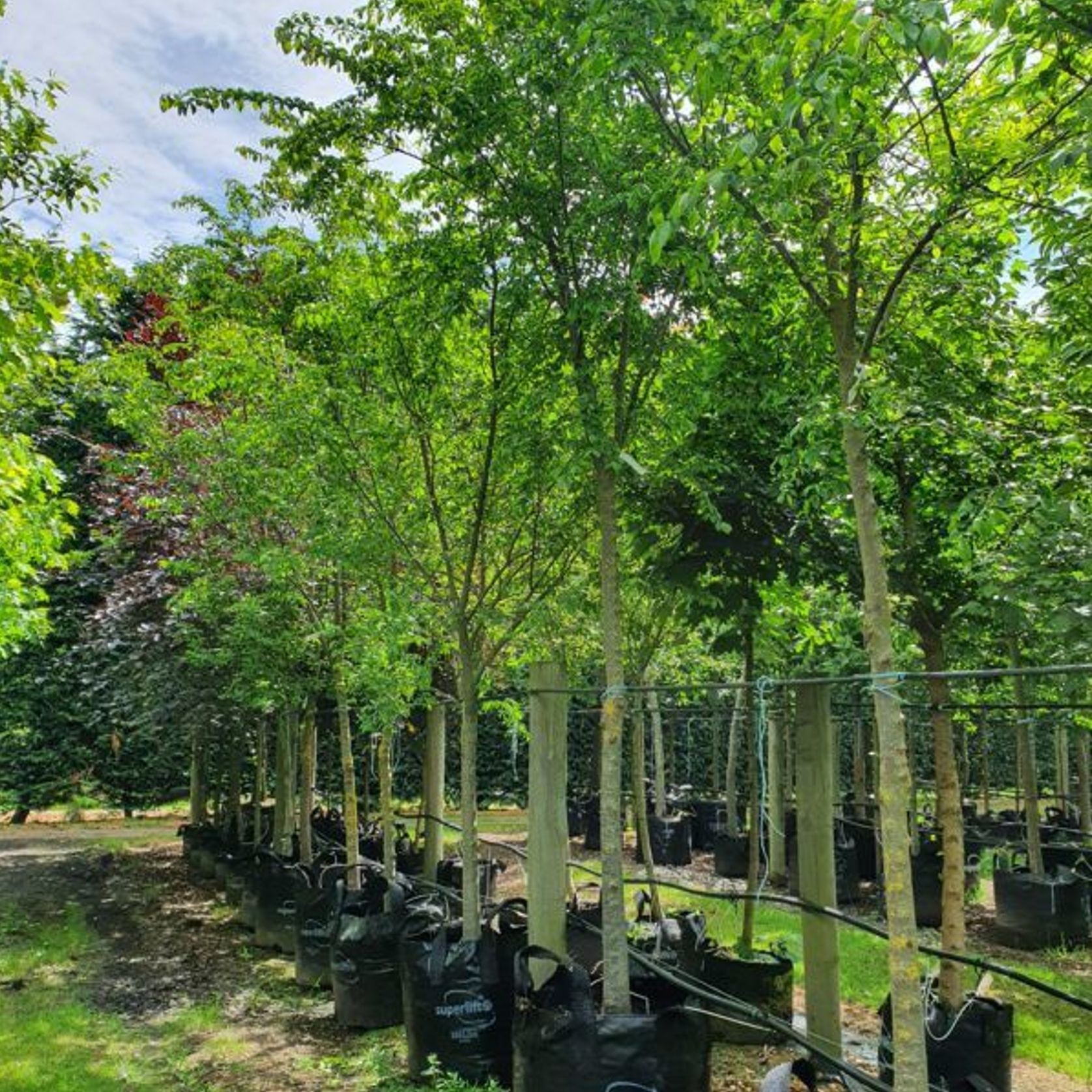 Ulmus Parvifolia ‘Frontier’ | Chinese Frontier Elm gallery detail image