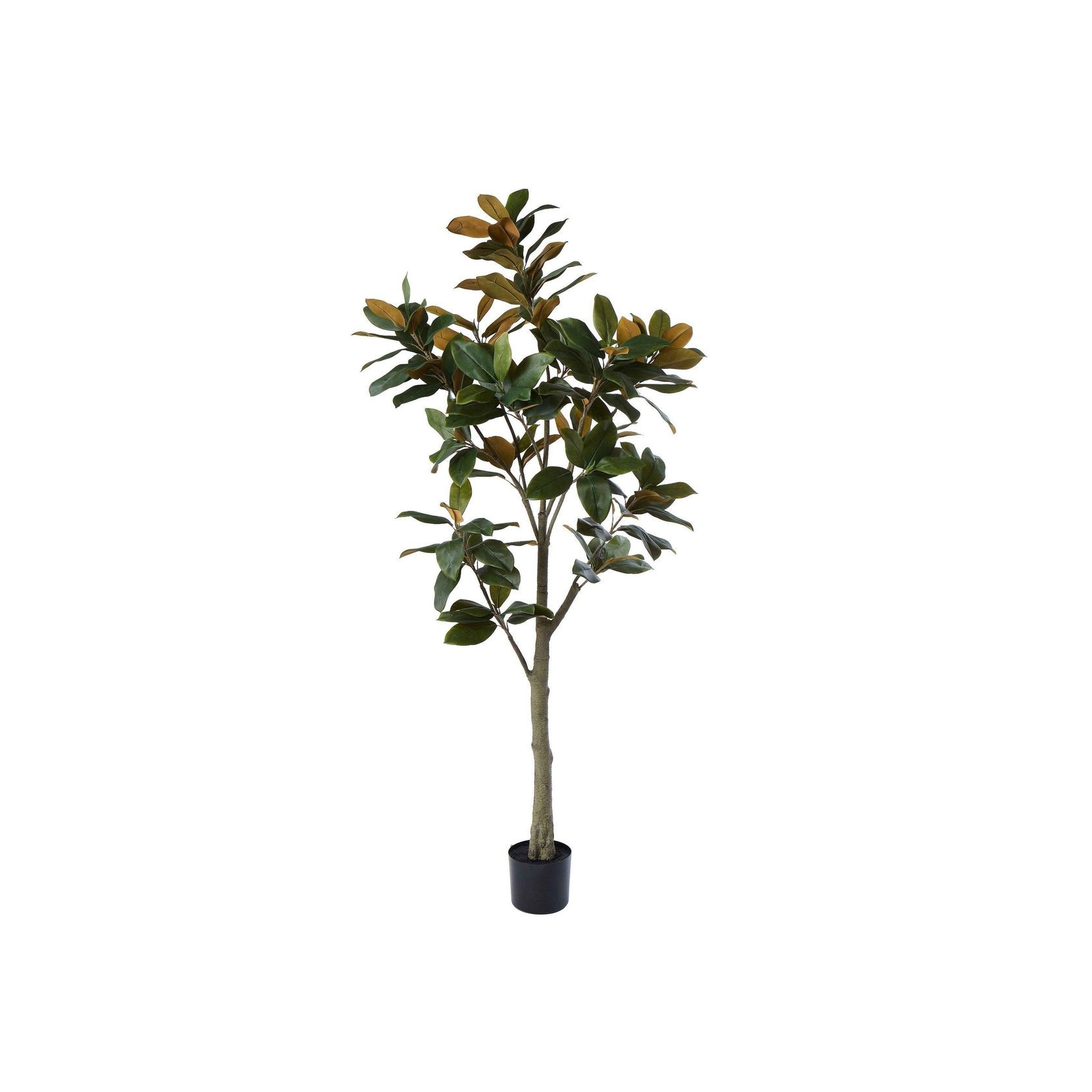 Broadleaf Potted Tree 180cm gallery detail image