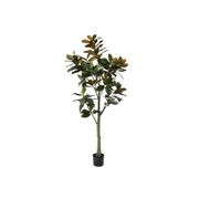 Broadleaf Potted Tree 180cm gallery detail image