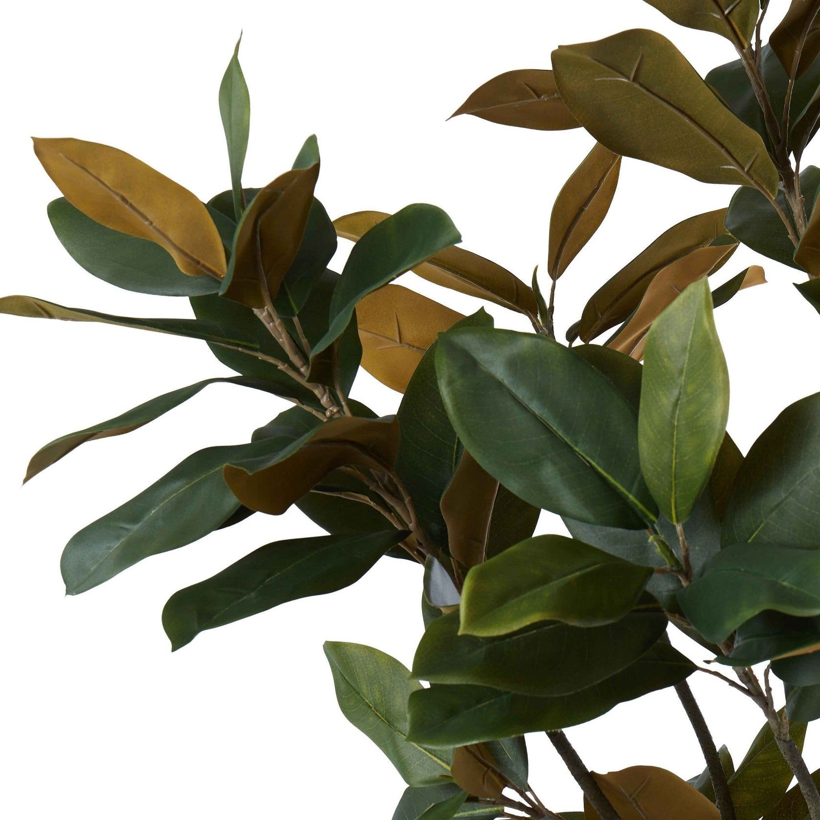 Broadleaf Potted Tree 180cm gallery detail image