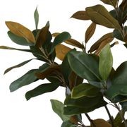 Broadleaf Potted Tree 180cm gallery detail image