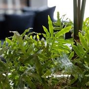 Floor Standing Planters | GreenAir gallery detail image