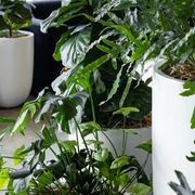 Floor Standing Planters | GreenAir gallery detail image