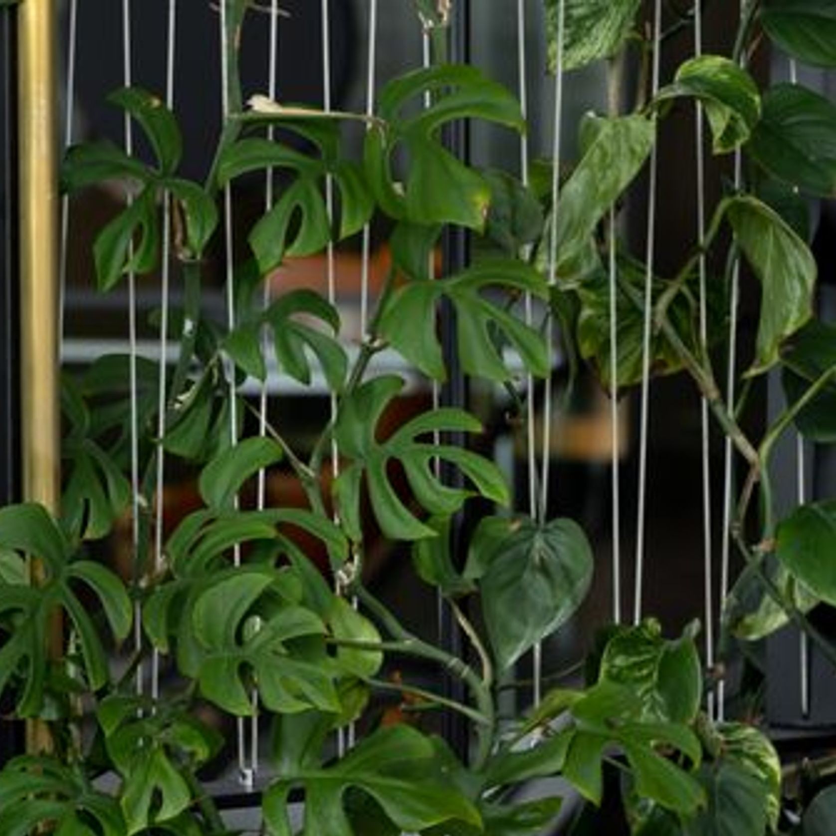 Green Screens Plant Wall | GreenAir gallery detail image