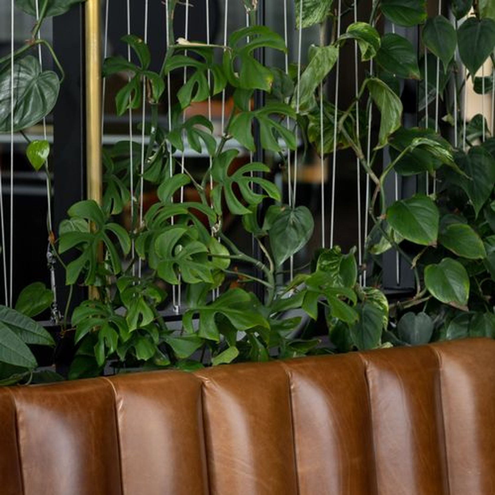 Green Screens Plant Wall | GreenAir gallery detail image