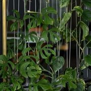 Green Screens Plant Wall | GreenAir gallery detail image