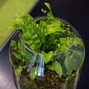 Mixed Foliage Displays | GreenAir gallery detail image