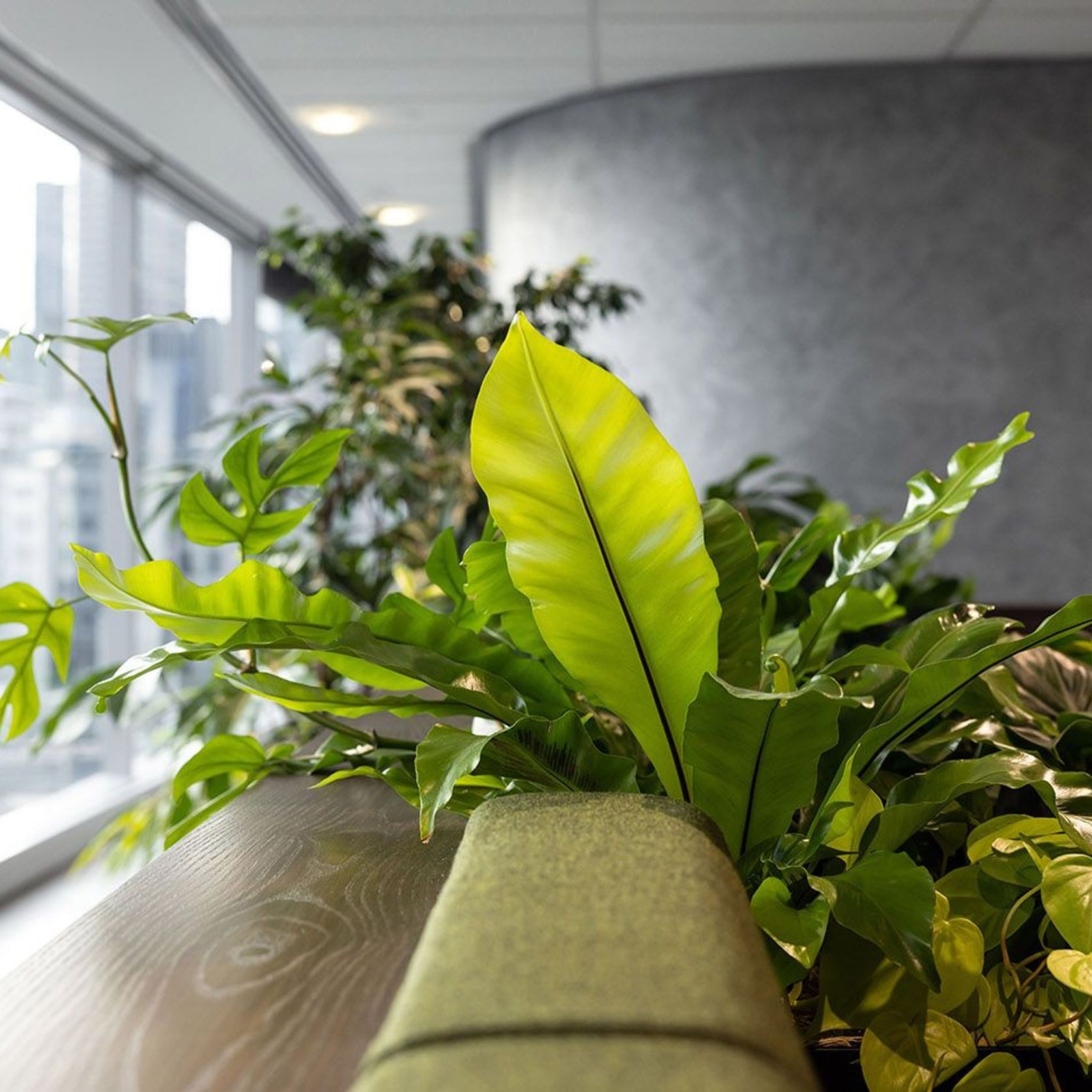 Customisable Indoor Garden Solutions | GreenAir gallery detail image