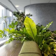 Customisable Indoor Garden Solutions | GreenAir gallery detail image