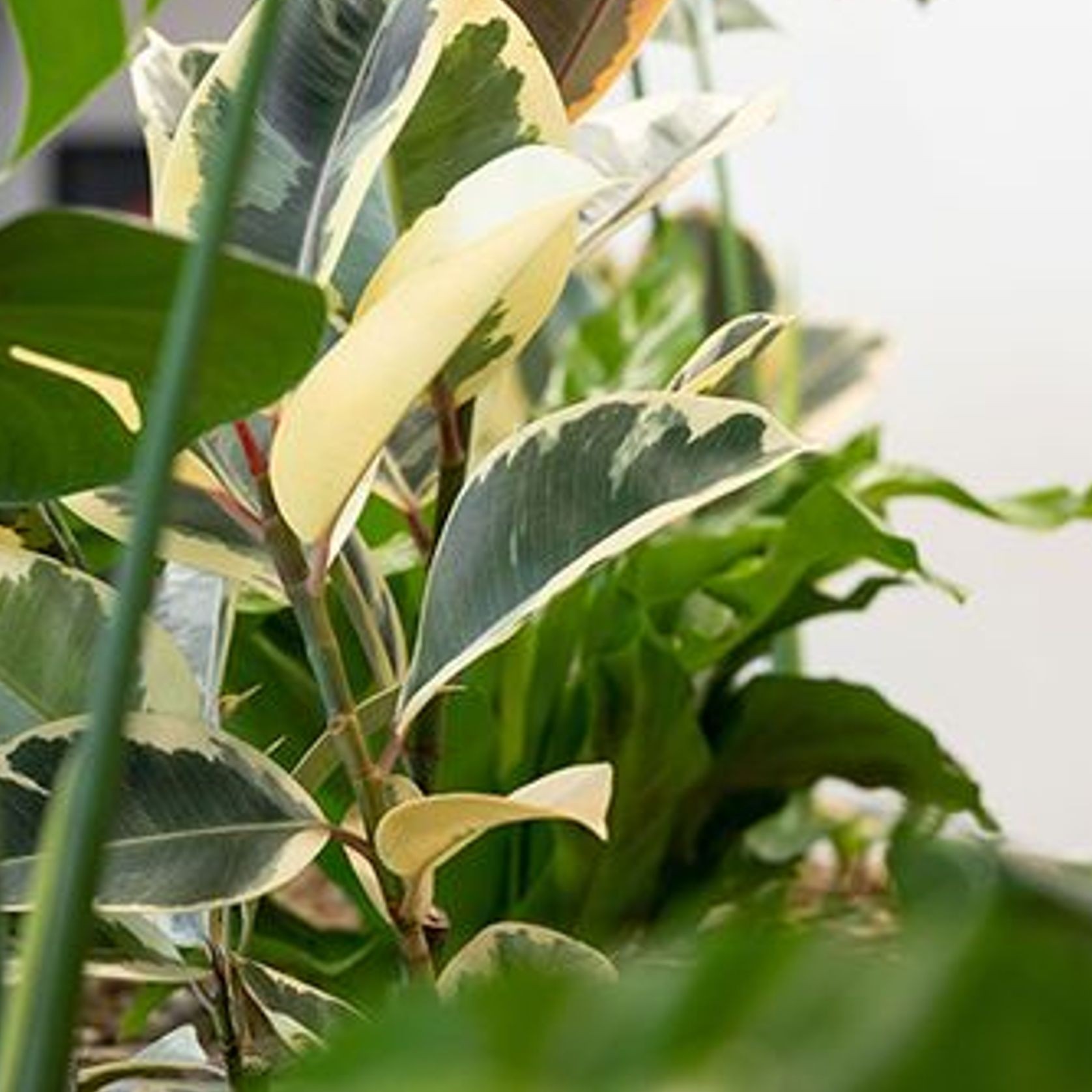 Customisable Indoor Garden Solutions | GreenAir gallery detail image
