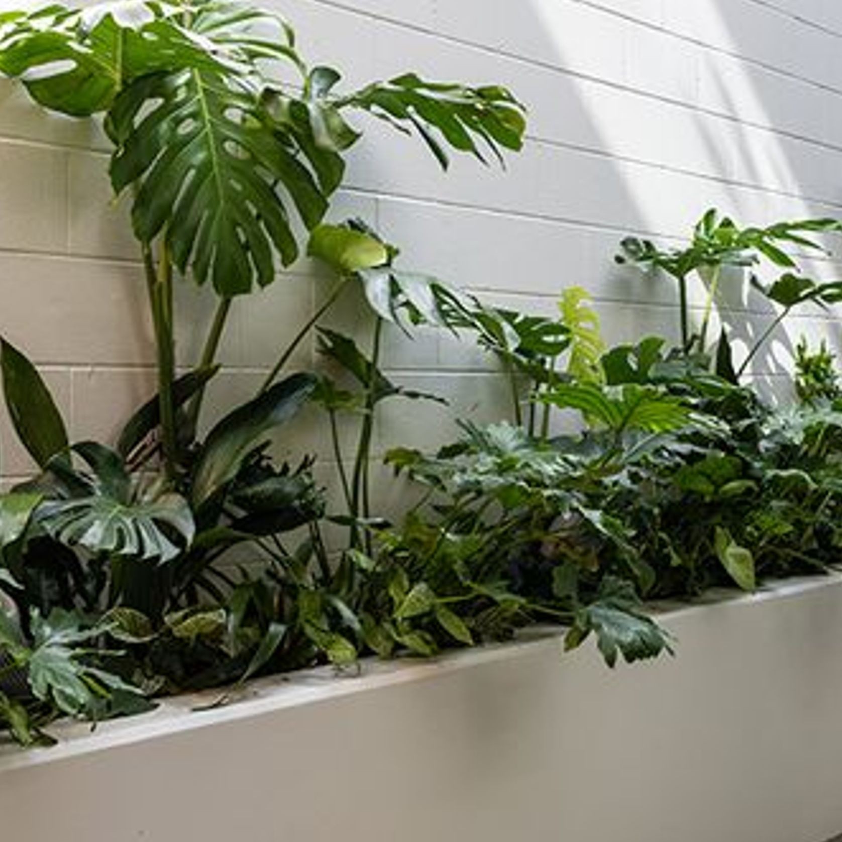Customisable Indoor Garden Solutions | GreenAir gallery detail image