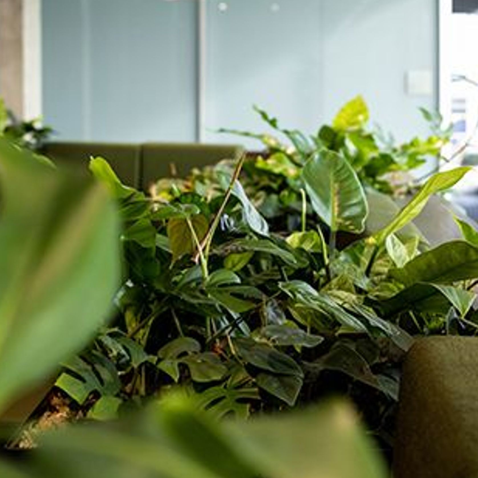Customisable Indoor Garden Solutions | GreenAir gallery detail image