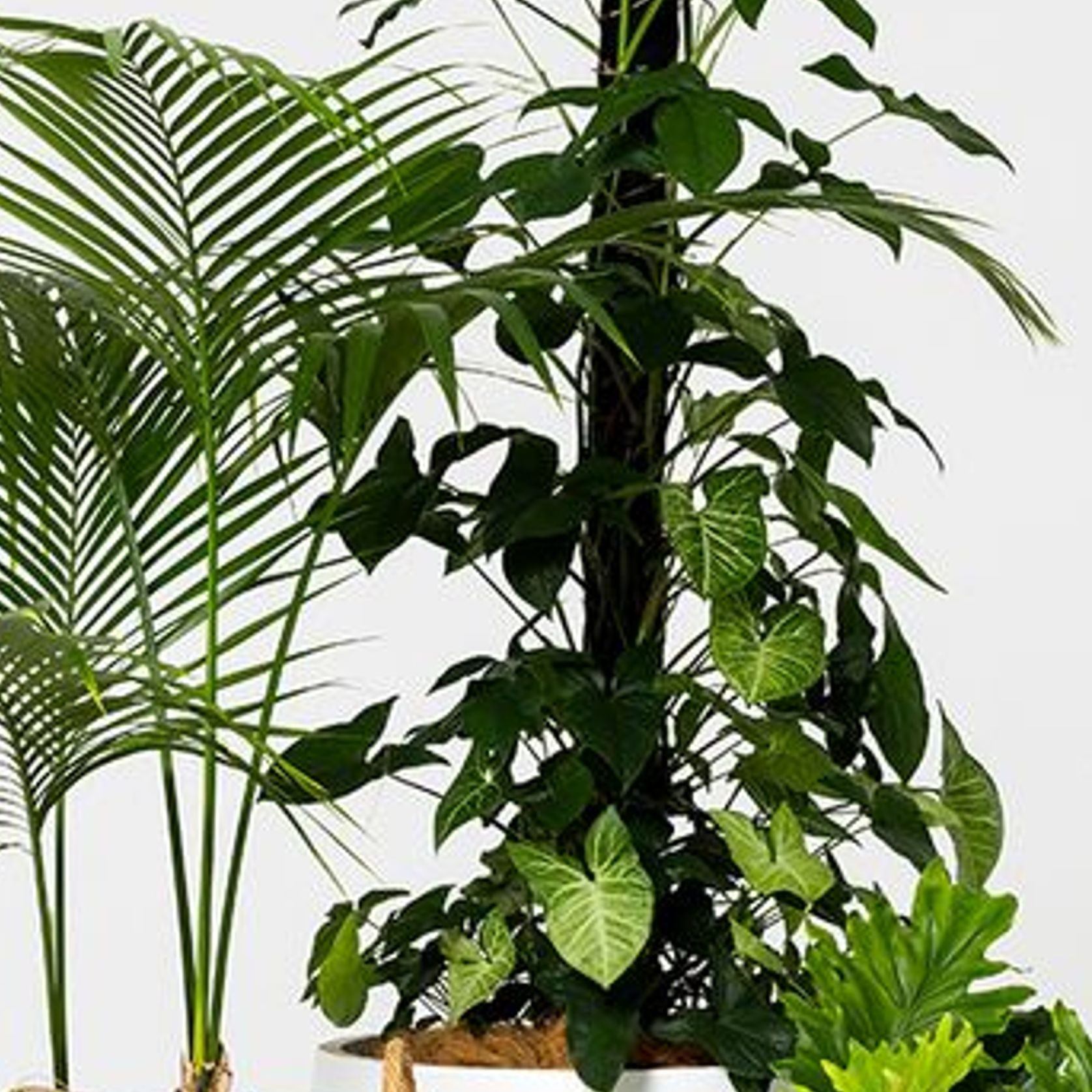 Event Plant Hire | GreenAir gallery detail image