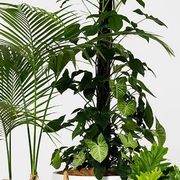 Event Plant Hire | GreenAir gallery detail image