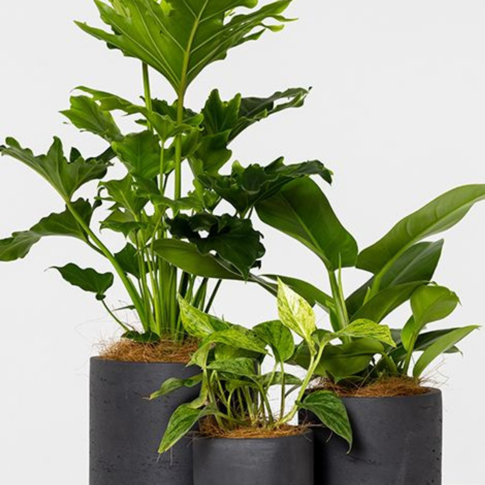 Event Plant Hire | GreenAir gallery detail image