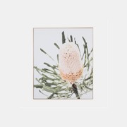 Framed Canvas Banksia gallery detail image