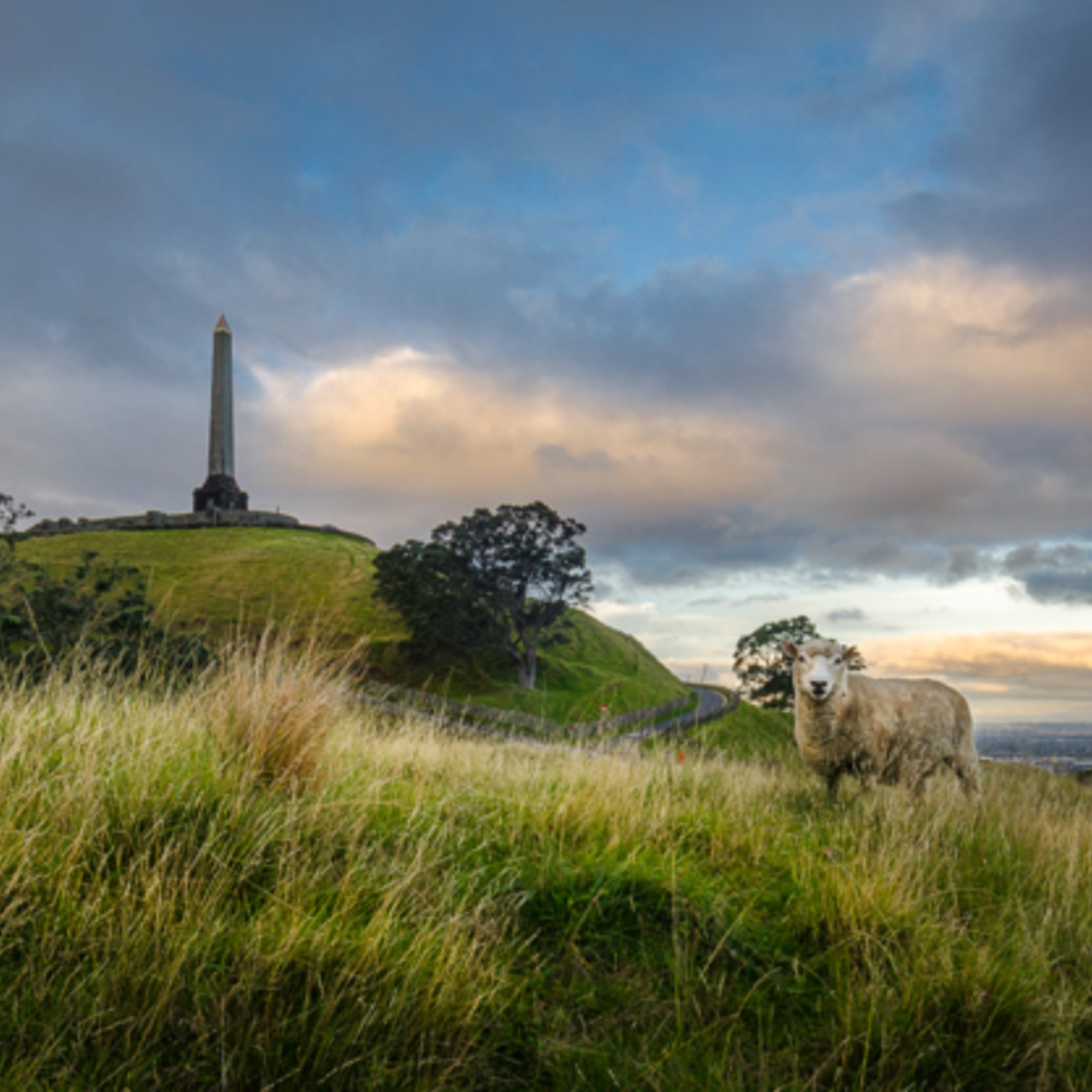 Lone Sheep on One Tree Hill - Ian Rushton gallery detail image