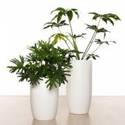 Alderley Vase gallery detail image