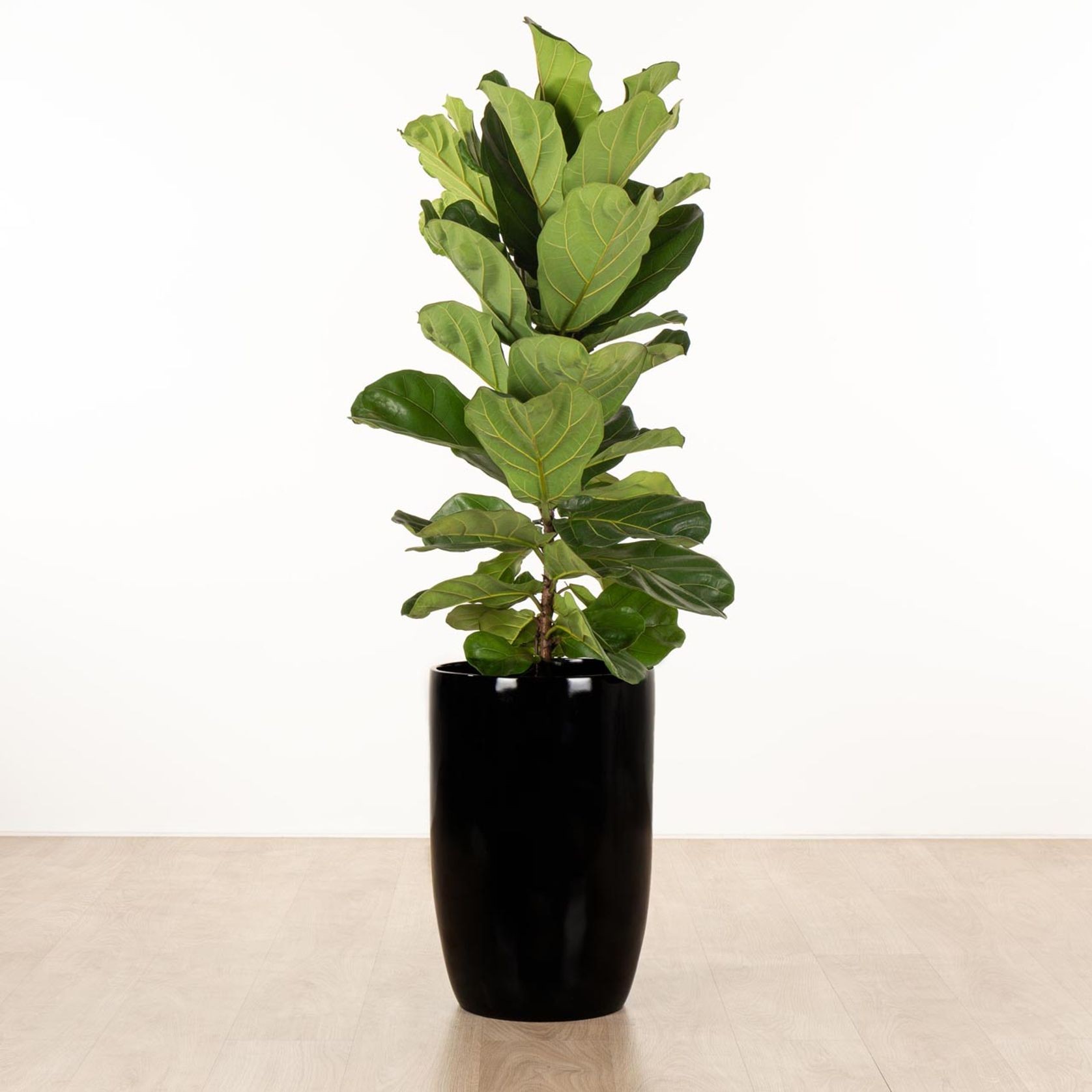 Alderley Vase gallery detail image