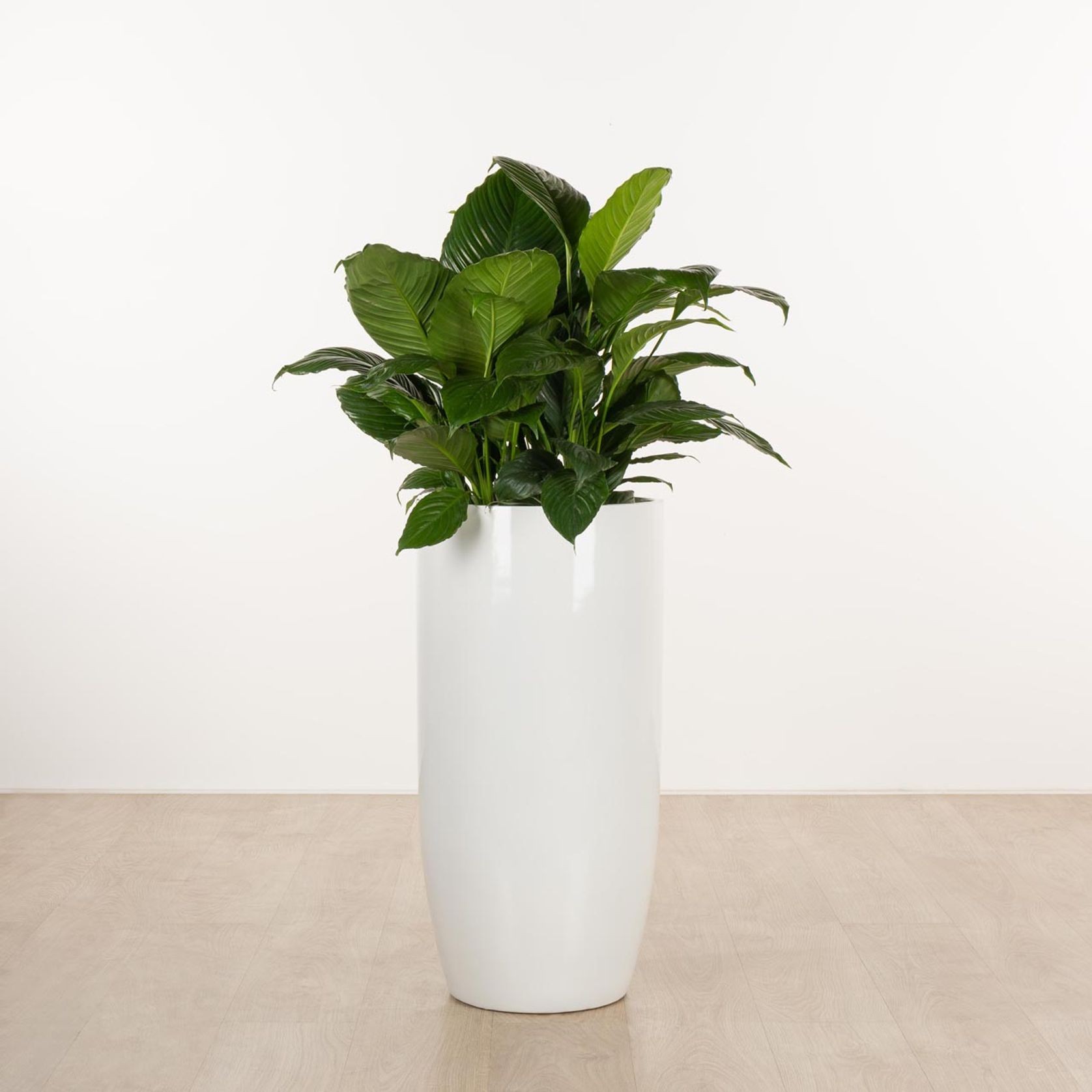 Alderley Vase gallery detail image