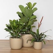 Alesund U Cup gallery detail image