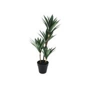 Yucca Quad Potted Tree gallery detail image