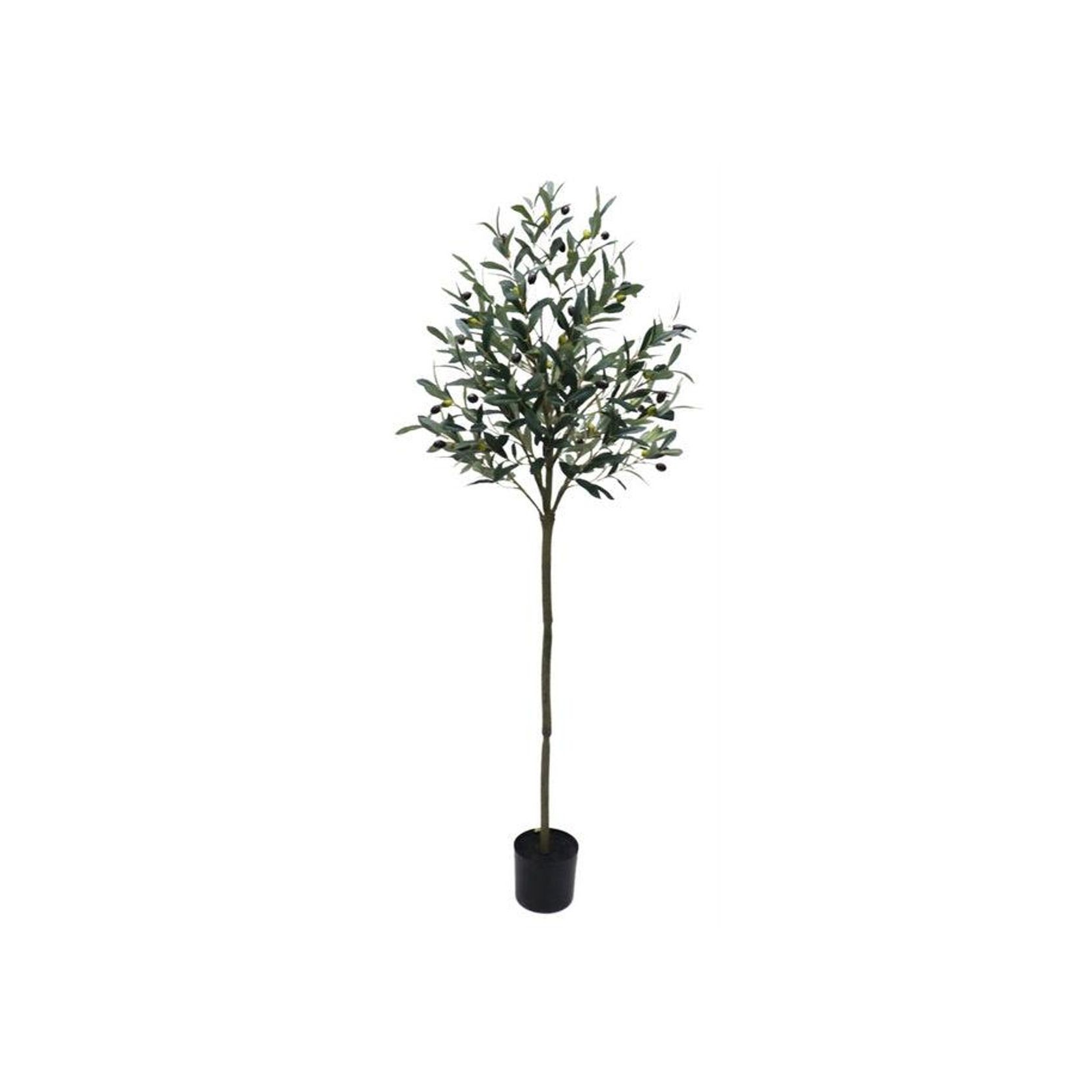 Potted Trim Olive Tree 153cm gallery detail image