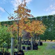 Aeseculus Hippocastanum | Horse Chestnut gallery detail image