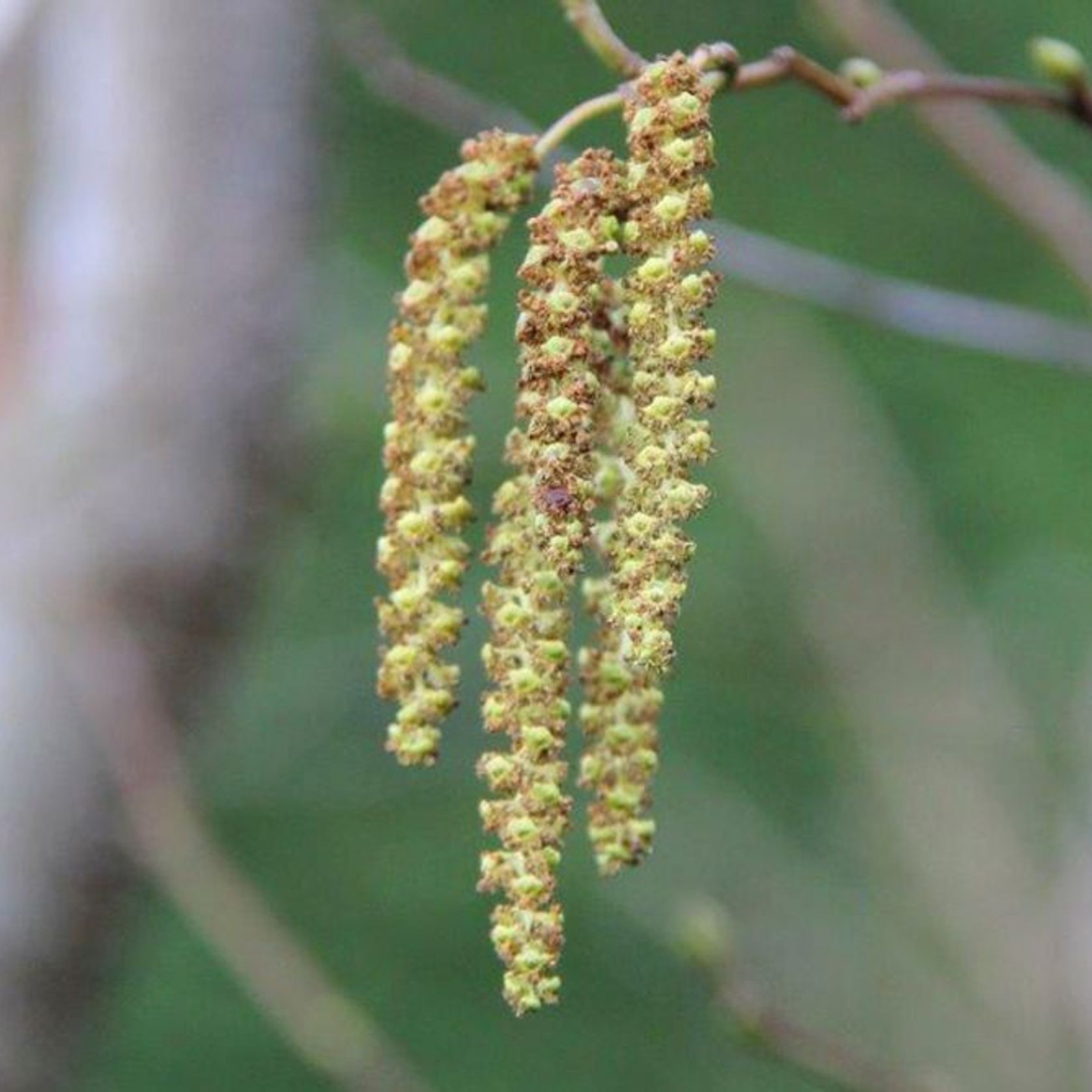 Alnus cordata | Italian Alder gallery detail image