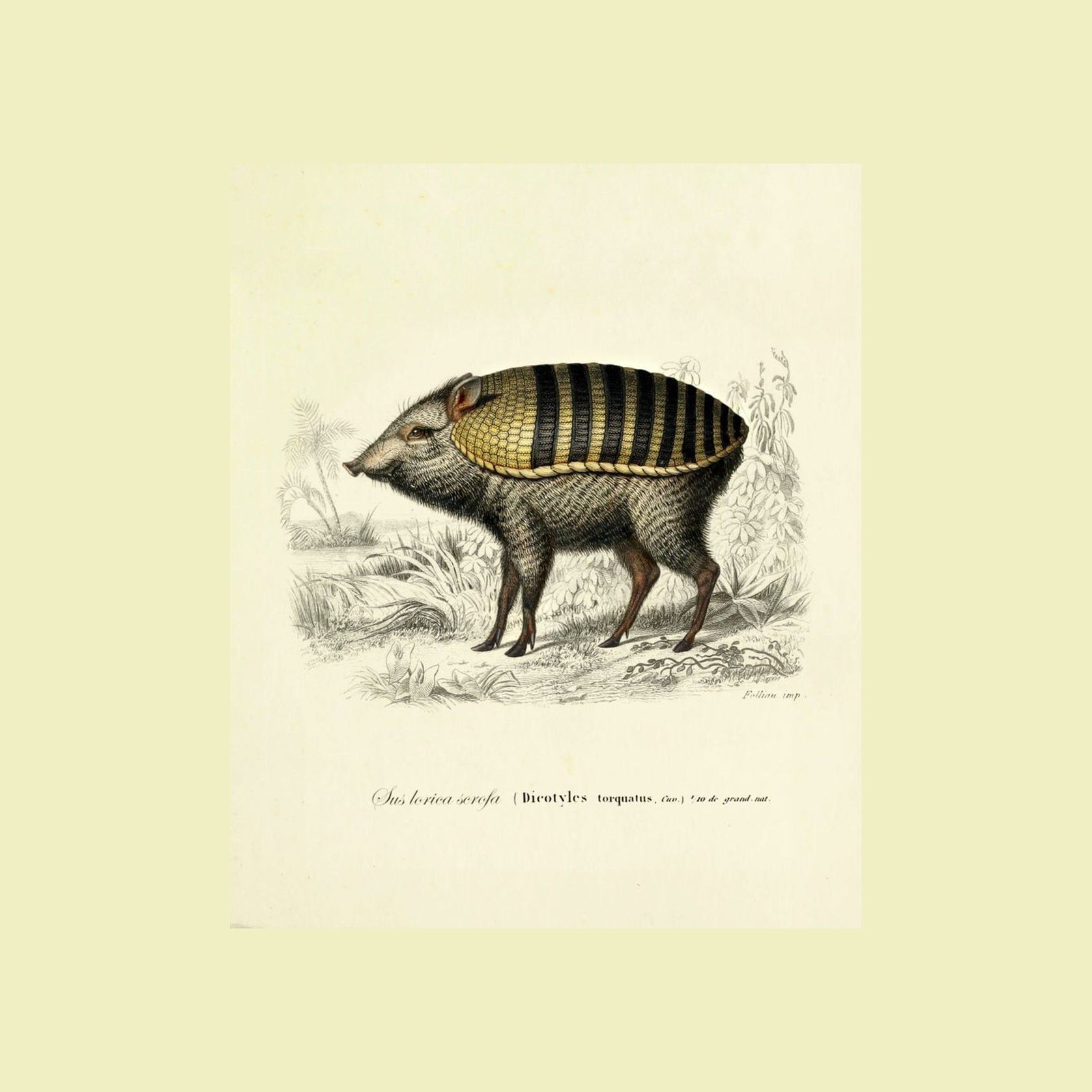 Armoured Boar gallery detail image