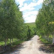 Betula utilis 'Jacquemontii' | Himalayan Silver Birch gallery detail image