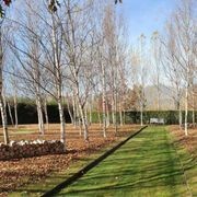 Betula utilis 'Jacquemontii' | Himalayan Silver Birch gallery detail image