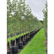 Betula utilis 'Jacquemontii' | Himalayan Silver Birch gallery detail image