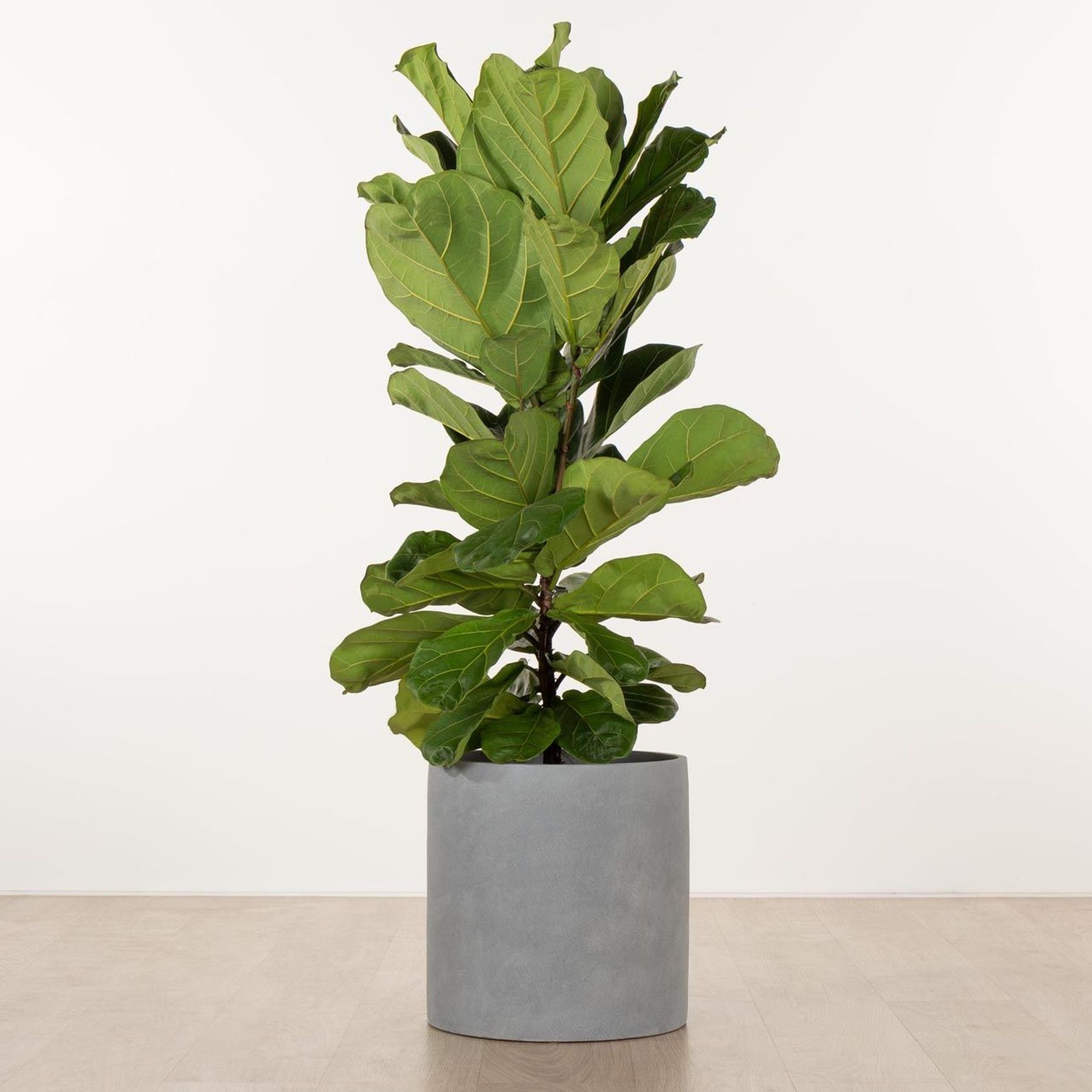 Carindale Cylinder gallery detail image