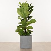 Carindale Cylinder gallery detail image