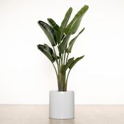 Carindale Cylinder gallery detail image