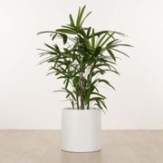 Carindale Cylinder gallery detail image