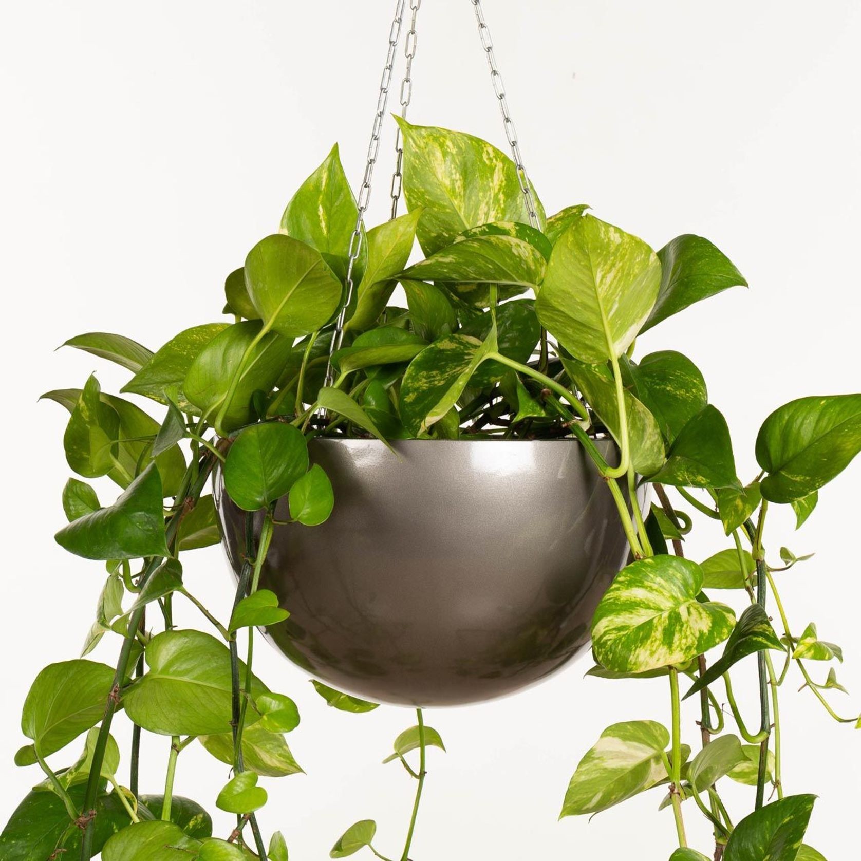 Corinda Hanger gallery detail image