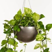 Corinda Hanger gallery detail image