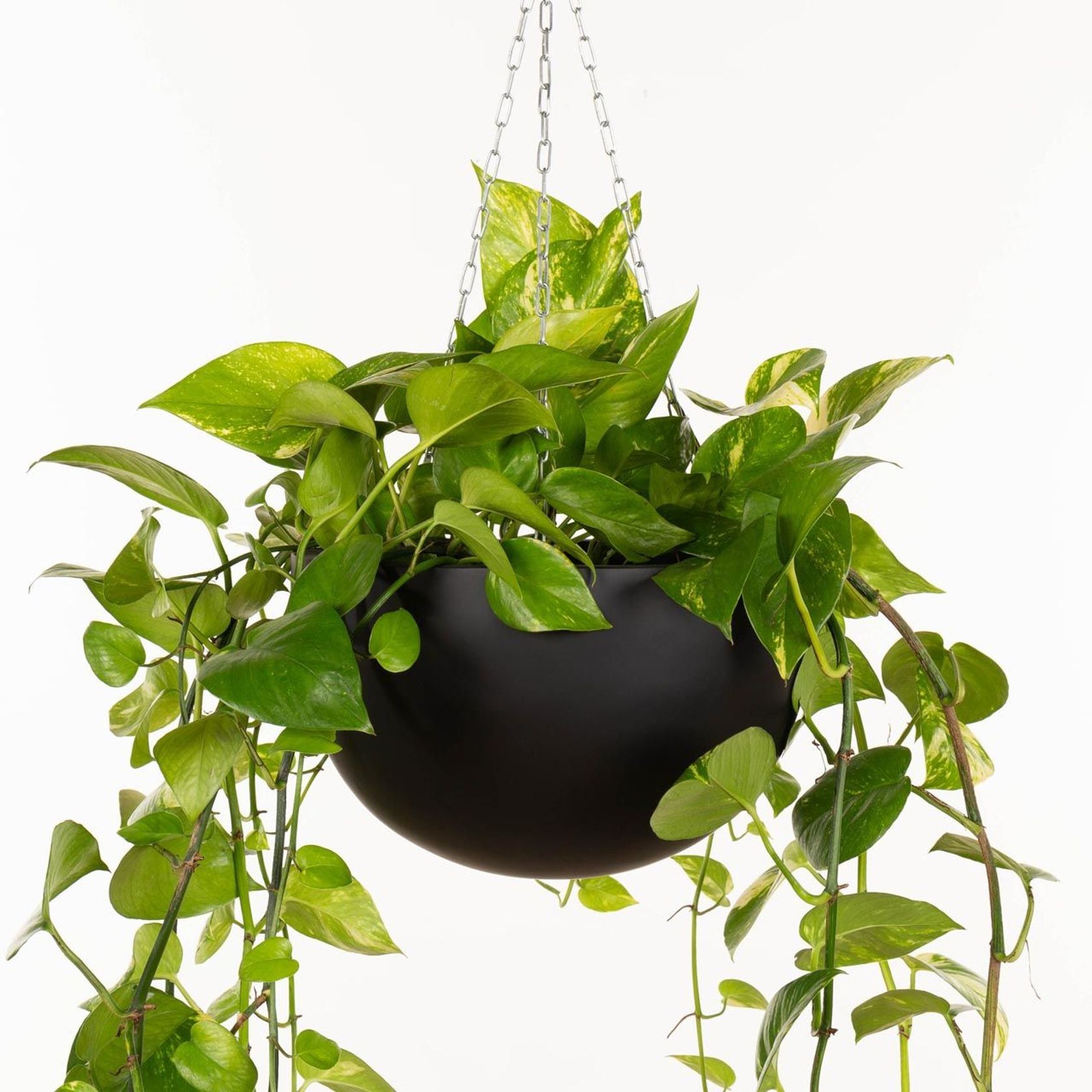 Corinda Hanger gallery detail image