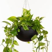 Corinda Hanger gallery detail image