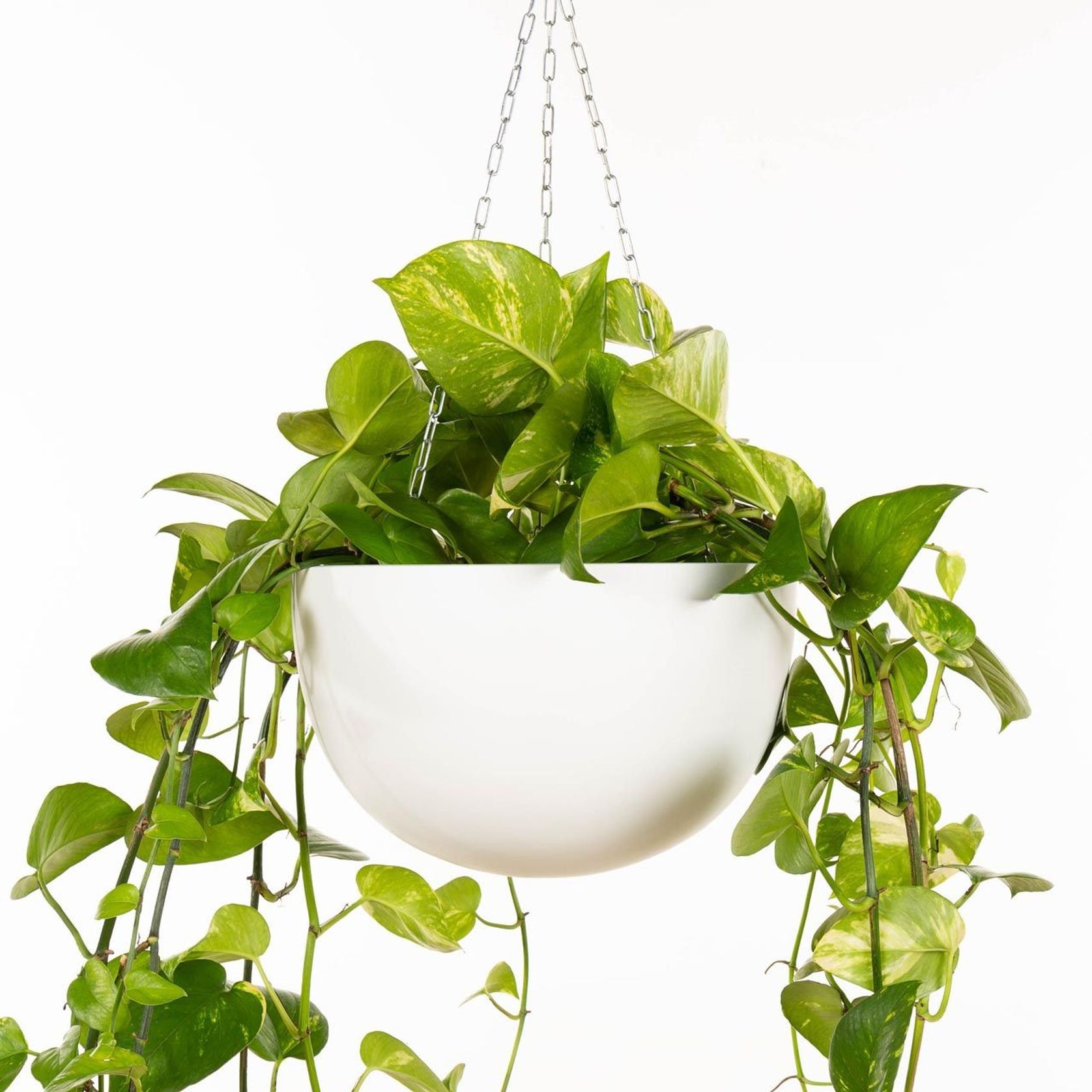 Corinda Hanger gallery detail image