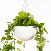 Corinda Hanger gallery detail image