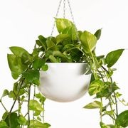 Corinda Hanger gallery detail image